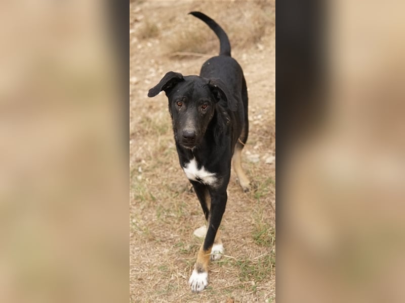 Jeppe, geb. ca. 12/2022, lebt in GRIECHENLAND, im städt. Tierheim Serres