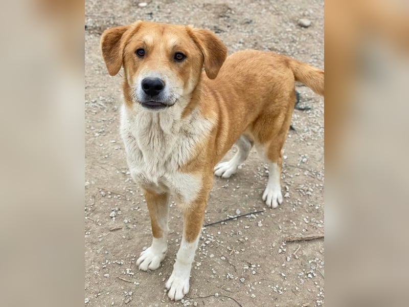 Imilo, geb. ca. 04/2024, lebt in GRIECHENLAND, im städt. Tierheim Serres