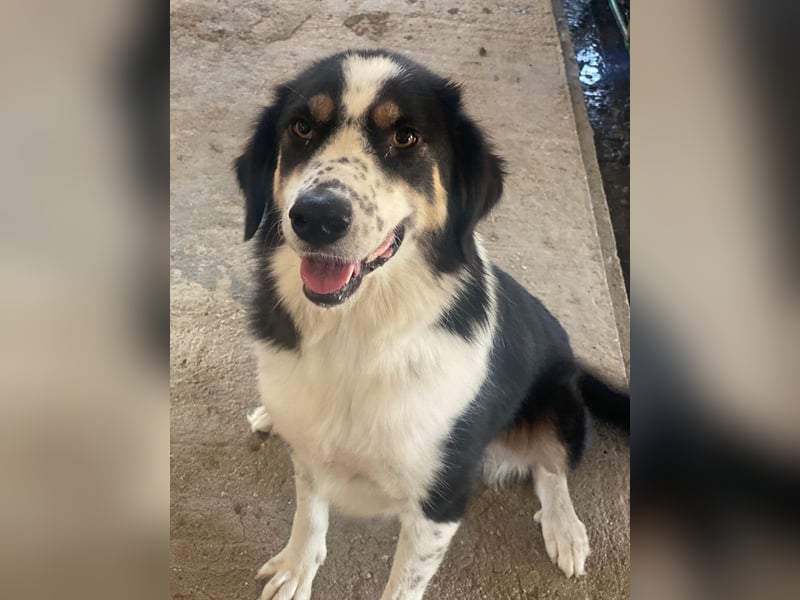 Xanda, geb. ca. 03/2023, lebt in GRIECHENLAND, im städt. Tierheim Serres