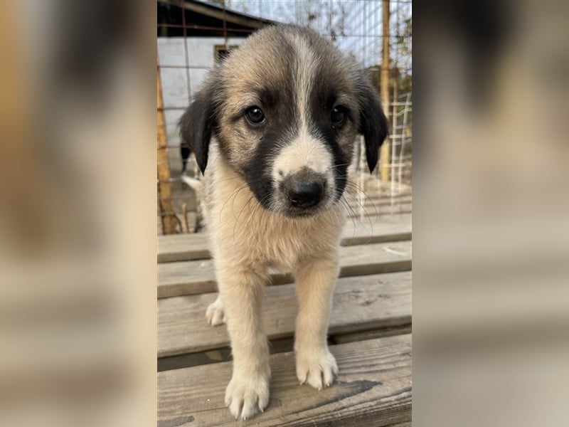 Grace, geb. ca. 08/2022, lebt in GRIECHENLAND, auf einer privaten Pflegestelle