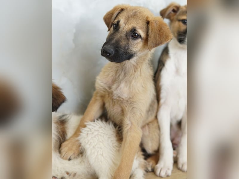 Anja, geb. ca. 12/2025, lebt in GRIECHENLAND, auf einer privaten Pflegestelle