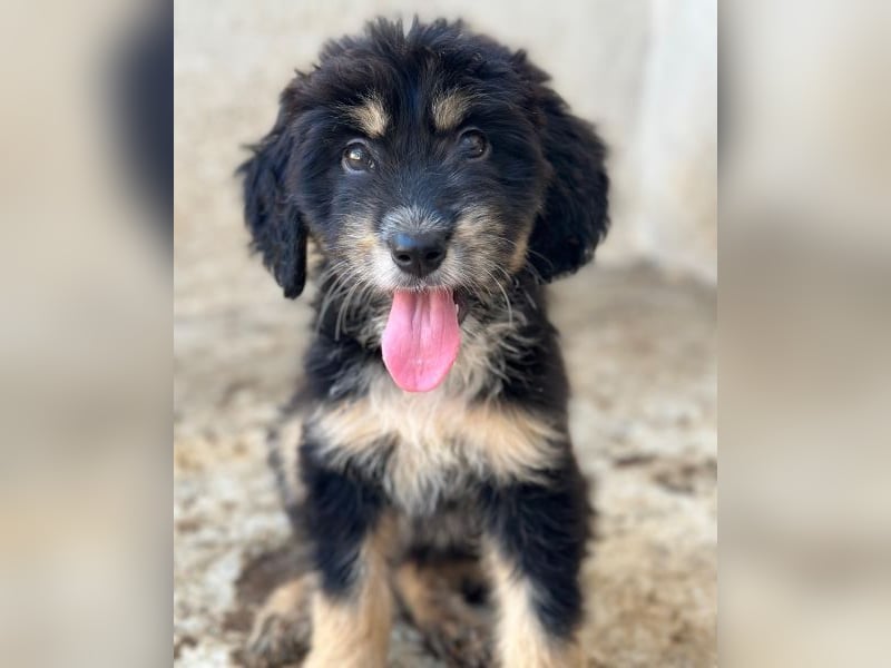 Ginger, geb. ca. 05/2026, lebt in GRIECHENLAND, im städt. Tierheim Serres