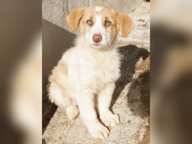 Josefine, geb. ca. 12/2025, lebt in GRIECHENLAND, im städt. Tierheim Serres