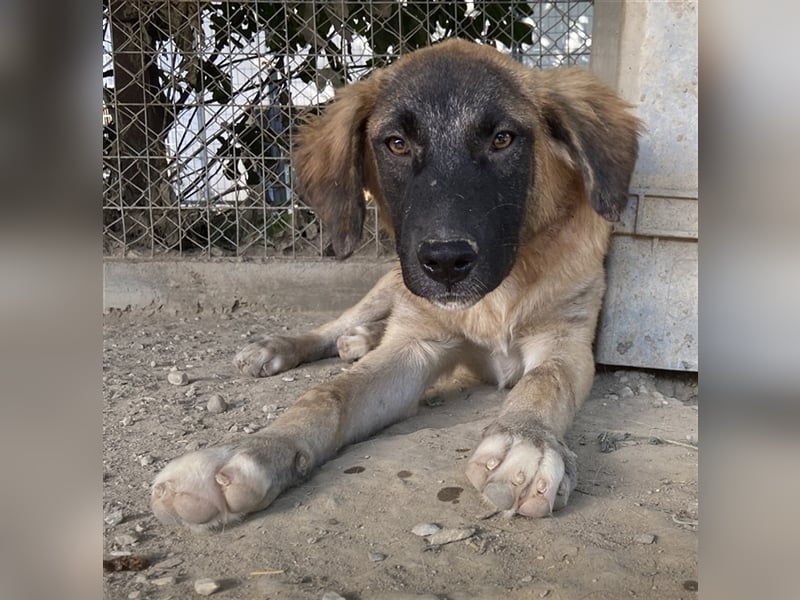 Lacasito, geb. ca. 01/2022, lebt in GRIECHENLAND, im städt. Tierheim Serres