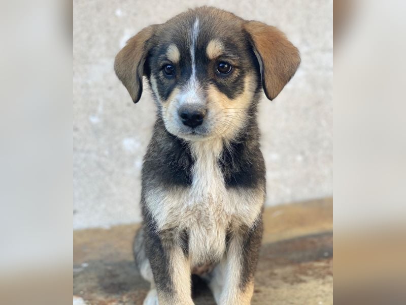 Sissy, geb. ca. 03/2026 , lebt in GRIECHENLAND, auf einer privaten Pflegestelle