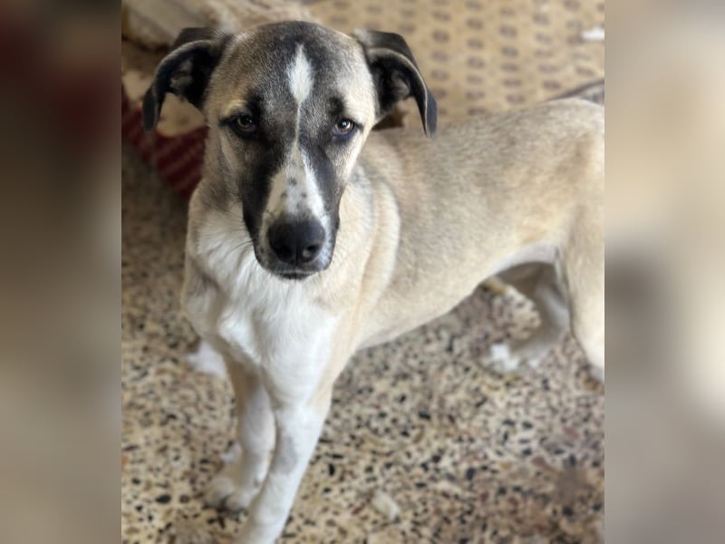 Mia-Melina, geb. ca. 02/2025, lebt in GRIECHENLAND, auf einer privaten Pflegestelle