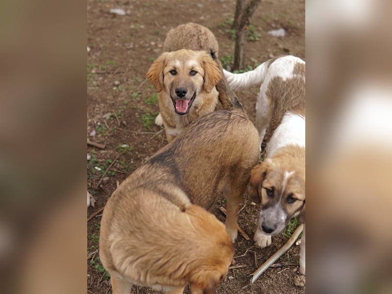 Luana, geb. ca. 10/2023, lebt in GRIECHENLAND, auf einem Gelände, auf dem die Hunde notdürftig verso