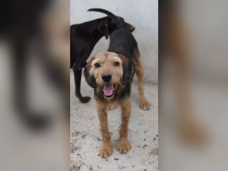 Yasko, geb. ca. 11/2022, lebt auf einer Pflegestelle in 44649 Herne