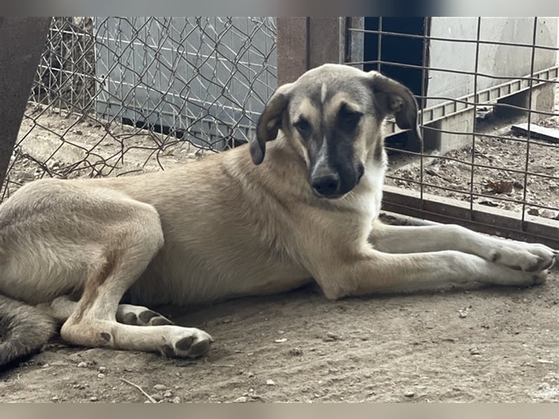 Peterchen, geb. ca. 03/2023, lebt in GRIECHENLAND, im städt. Tierheim Serres