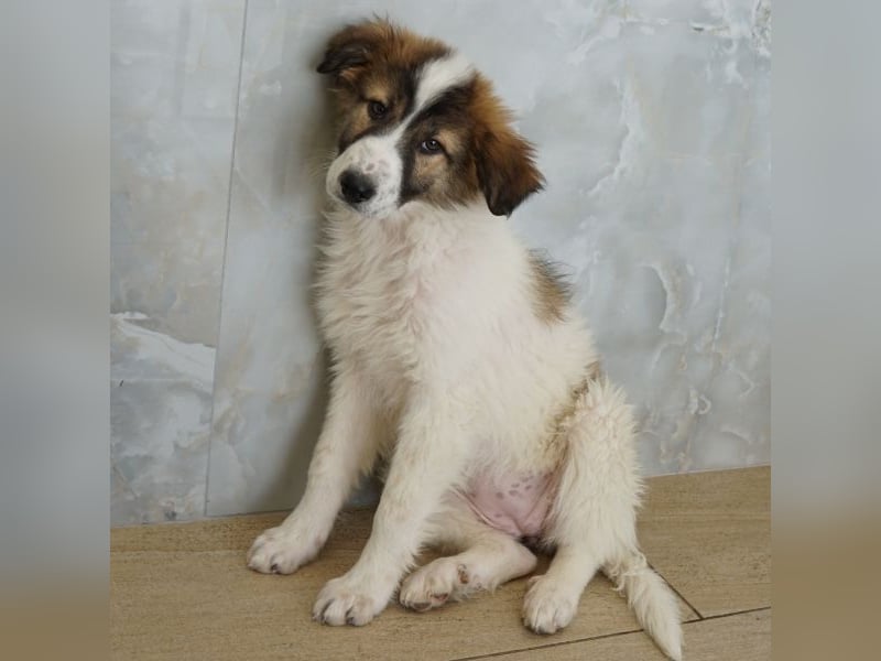 Vera, geb. ca. 12/2025, lebt in GRIECHENLAND, auf einer privaten Pflegestelle