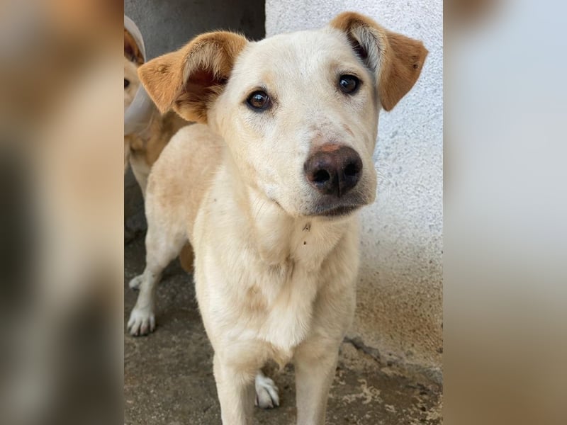 Kalena, geb. ca. 01/2025, lebt in GRIECHENLAND, im städt. Tierheim Serres