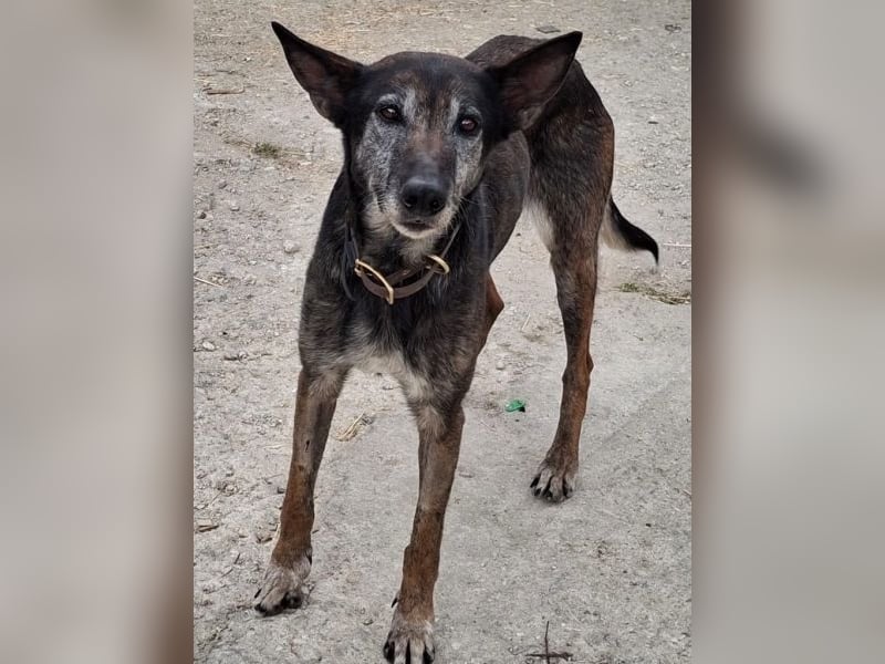 Priyanka, geb. ca. 03/2017, lebt in GRIECHENLAND, auf einer privaten Pflegestelle