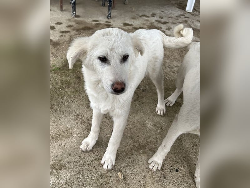 Nuala, geb. ca. 10/2024, lebt in GRIECHENLAND, auf einer privaten Pflegestelle