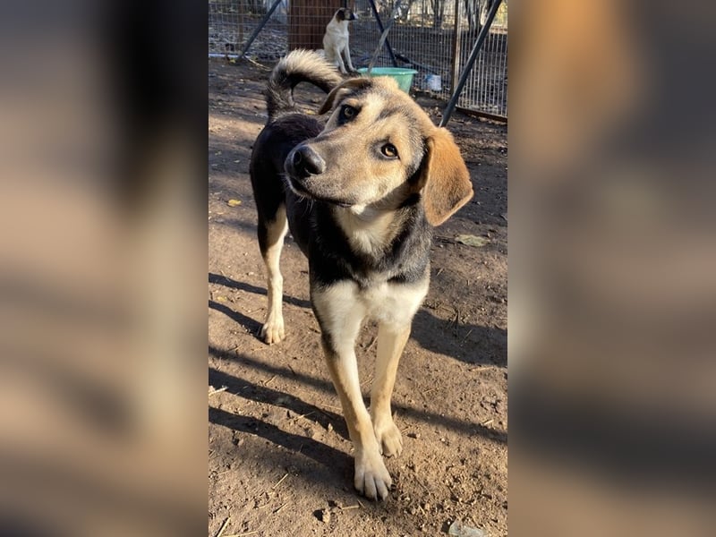 Chita, geb. ca. 05/2024, lebt in GRIECHENLAND, im städt. Tierheim Serres