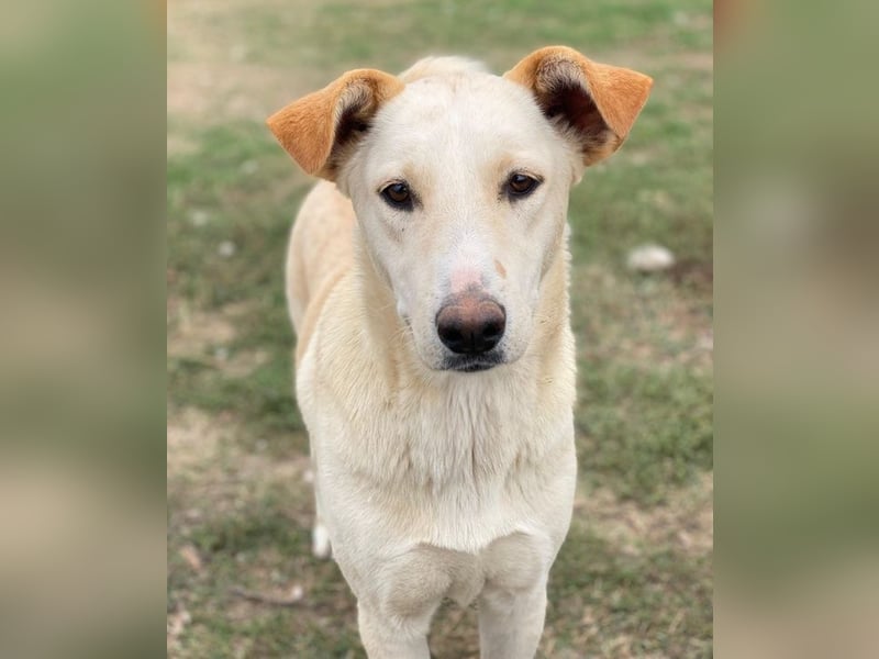 Kalena, geb. ca. 01/2025, lebt in GRIECHENLAND, im städt. Tierheim Serres