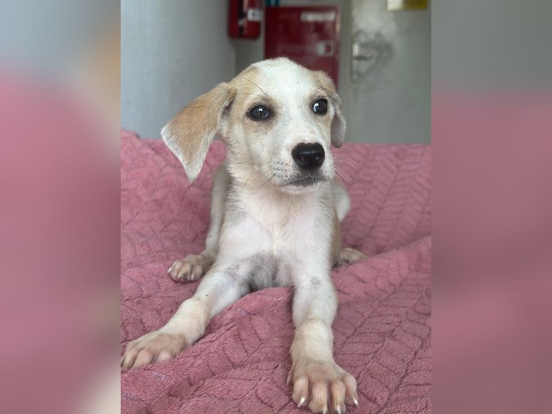 Ivy, geb. ca. 05/2026, lebt in GRIECHENLAND, im städt. Tierheim Serres