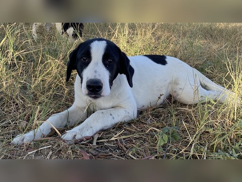 Rico, geb. ca. 05/2022, lebt in GRIECHENLAND, auf einer privaten Pflegestelle