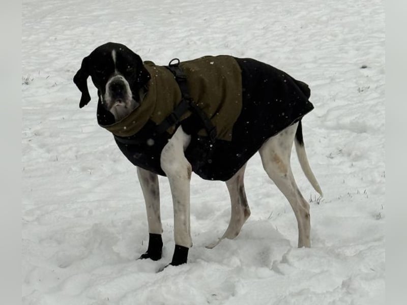 Attila, geb. ca. 08/2024, lebt auf einer Pflegestelle in 67735 Mehlbach