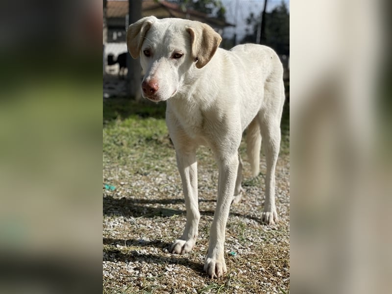 Nizza, geb. ca. 08/2022, lebt in GRIECHENLAND, im städt. Tierheim Serres