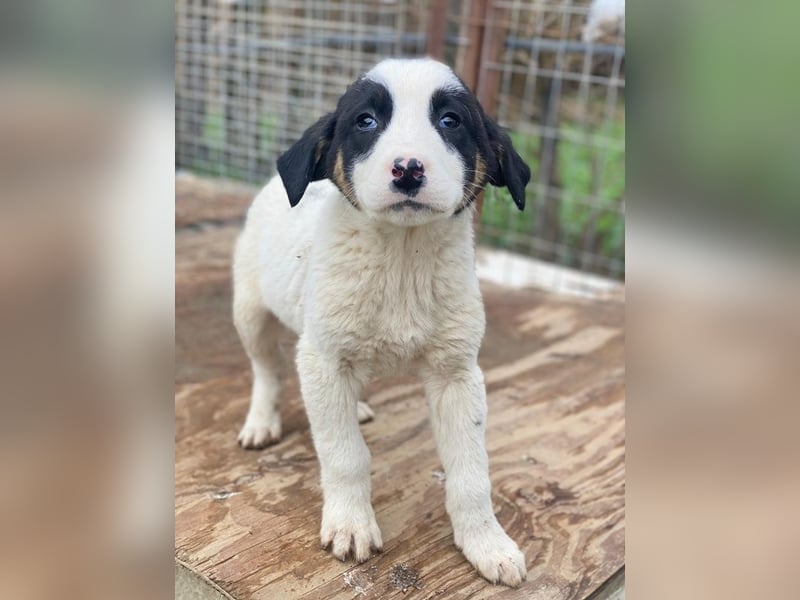 Hawaii, geb. ca. 11/2025, lebt in GRIECHENLAND, auf einer privaten Pflegestelle