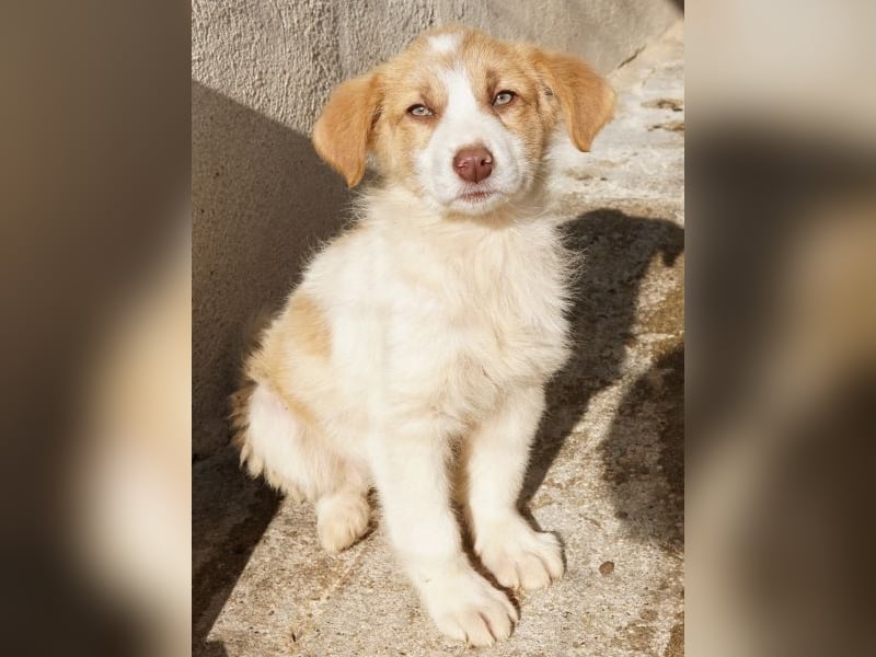 Josefine, geb. ca. 12/2025, lebt in GRIECHENLAND, im städt. Tierheim Serres