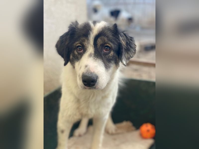 Majolika, geb. ca. 04/2025, lebt in GRIECHENLAND, im städt. Tierheim Serres