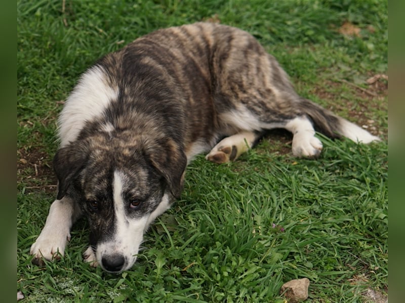 Paula, geb. ca. 07/2023, lebt in GRIECHENLAND, auf einem Gelände, auf dem die Hunde notdürftig verso