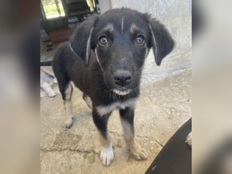 Elina, geb. ca. 03/2026, lebt in GRIECHENLAND, im städt. Tierheim Serres