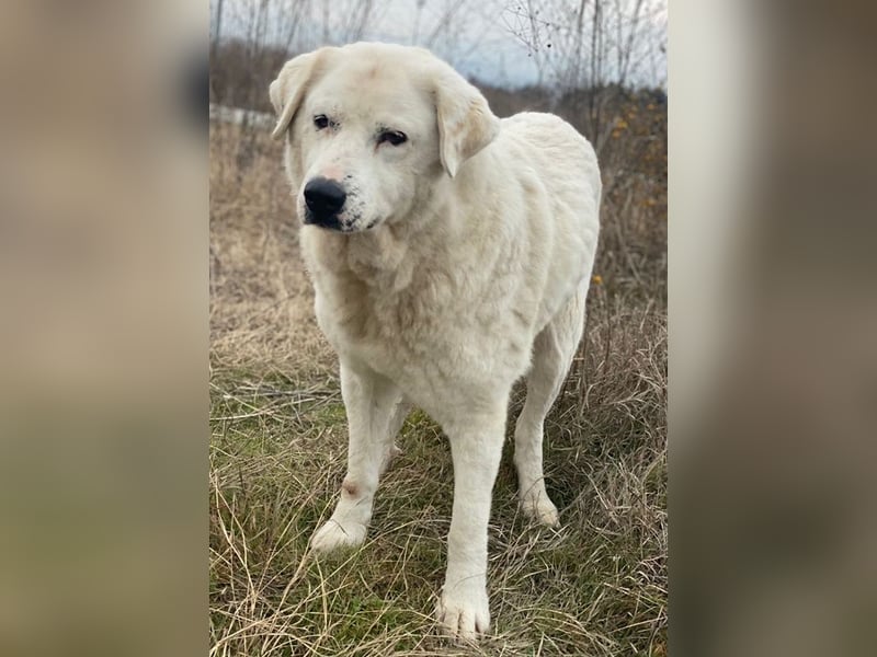 Sanni, geb. ca. 08/2018, lebt in GRIECHENLAND, im städt. Tierheim Serres
