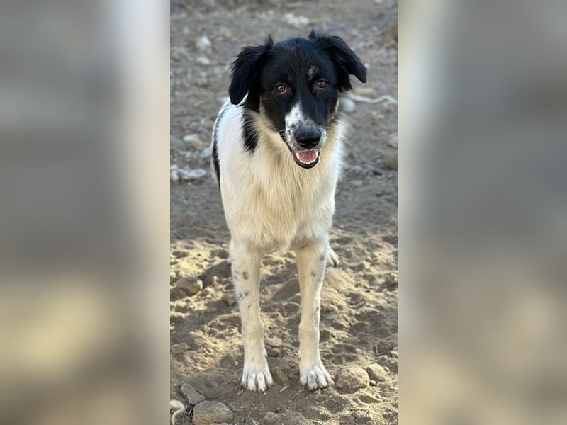 Lady, geb. ca. 12/2023, lebt in GRIECHENLAND, auf einem Gelände, auf dem die Hunde notdürftig versor