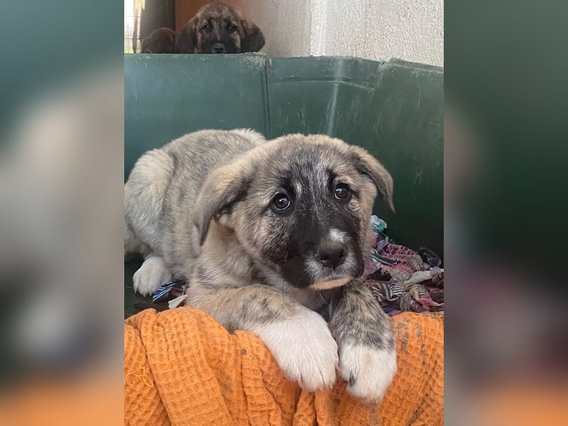 Soya, geb. ca.10/2025, lebt in GRIECHENLAND, im städt. Tierheim Serres