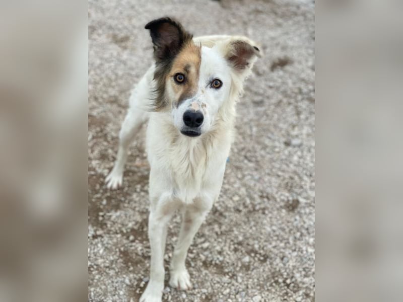 Motti, geb. ca. 07/2023, lebt in GRIECHENLAND, im städt. Tierheim Serres