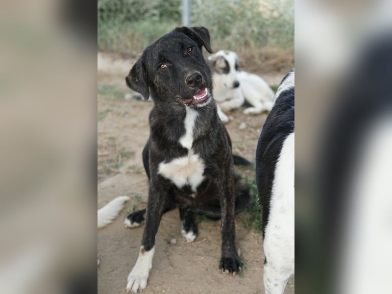 Targa, geb. ca. 12/2023, lebt in GRIECHENLAND, im städt. Tierheim Serres