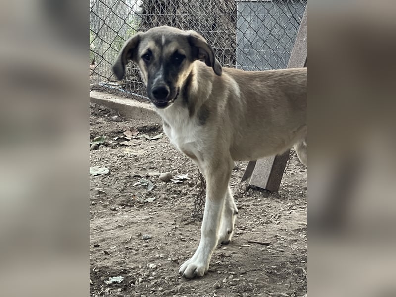 Peterchen, geb. ca. 03/2023, lebt in GRIECHENLAND, im städt. Tierheim Serres