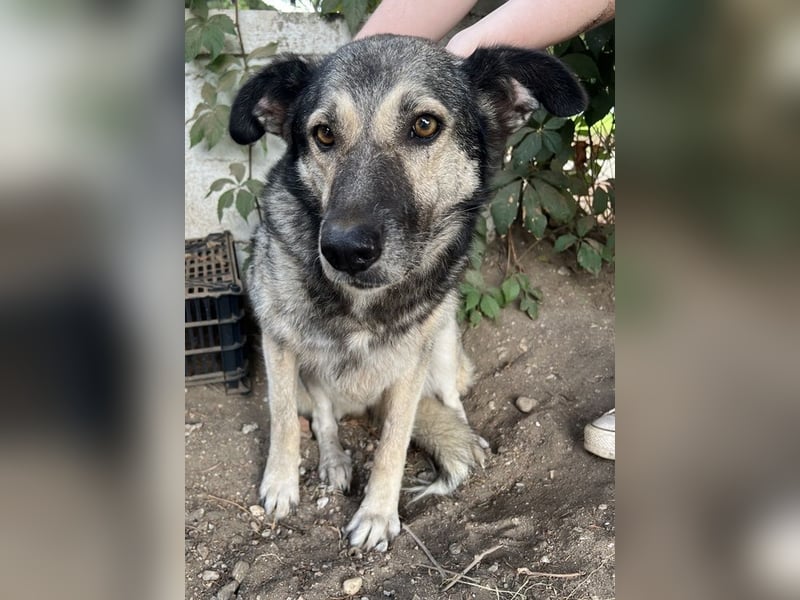 Quarta, geb. ca. 09/2018, lebt in GRIECHENLAND, auf einer privaten Pflegestelle