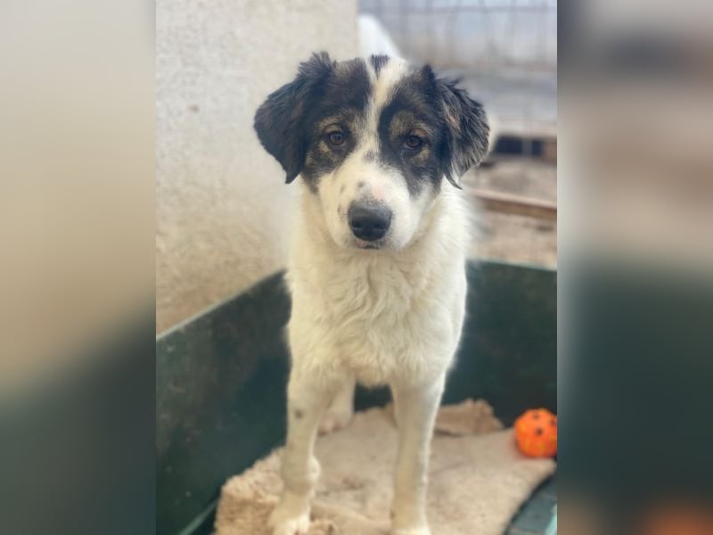 Majolika, geb. ca. 04/2025, lebt in GRIECHENLAND, im städt. Tierheim Serres