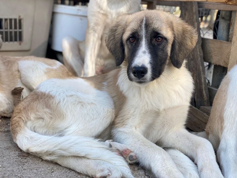 Dinka, geb. ca. 04/2025, lebt in GRIECHENLAND, im städt. Tierheim Serres