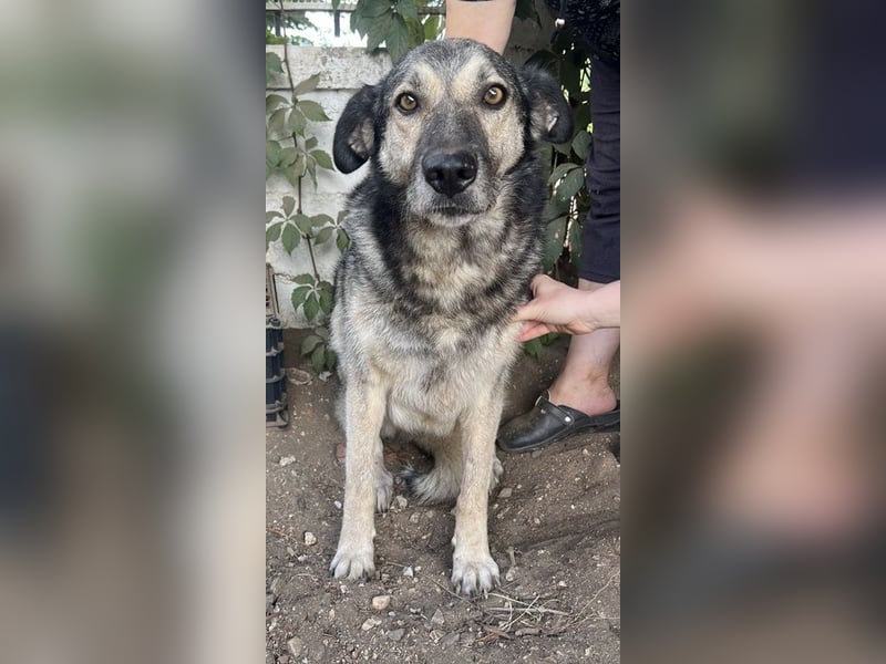 Quarta, geb. ca. 09/2018, lebt in GRIECHENLAND, auf einer privaten Pflegestelle