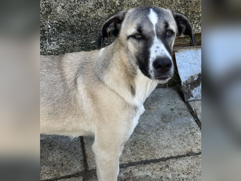 Mia-Melina, geb. ca. 02/2025, lebt in GRIECHENLAND, auf einer privaten Pflegestelle