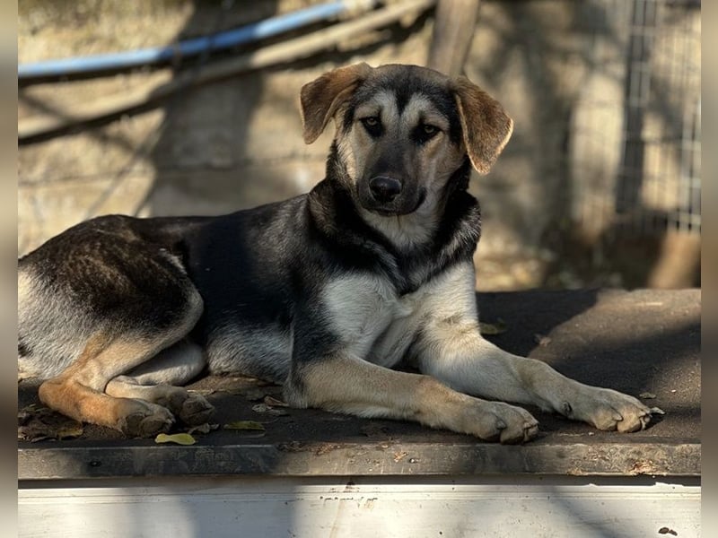 Chita, geb. ca. 05/2024, lebt in GRIECHENLAND, im städt. Tierheim Serres