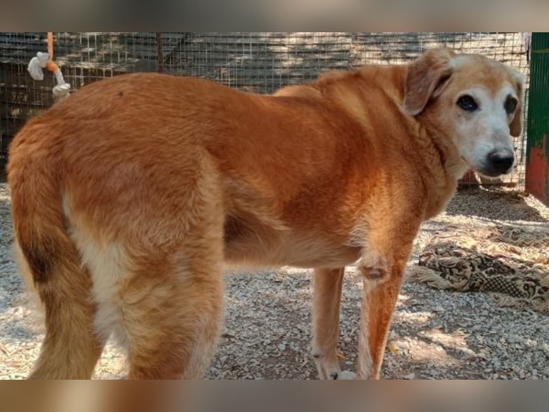 Flower, geb. ca. 06/2015, lebt in GRIECHENLAND, auf einer privaten Pflegestelle