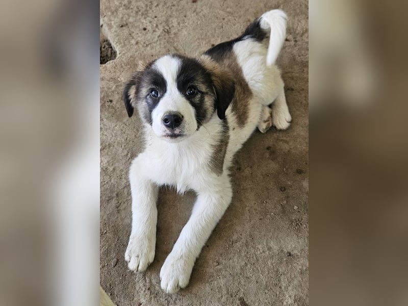 Lexya, geb. ca. 02/2025, lebt in GRIECHENLAND, auf einer privaten Pflegestelle