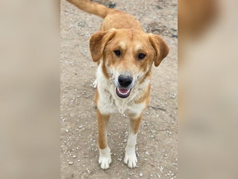 Imilo, geb. ca. 04/2024, lebt in GRIECHENLAND, im städt. Tierheim Serres