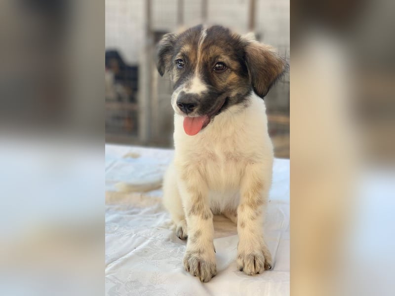 Ludmilla, geb. ca. 05/2025, lebt in GRIECHENLAND, im städt. Tierheim Serres