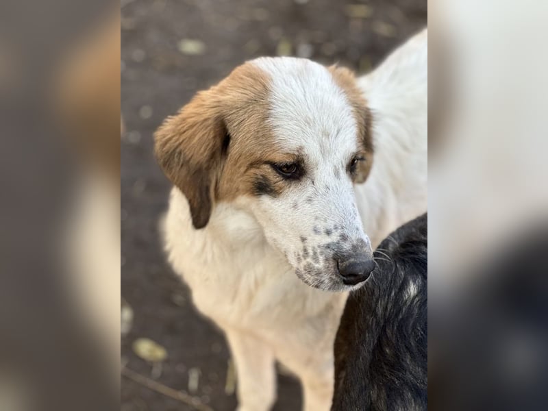 Melania, geb. ca. 01/2024, lebt in GRIECHENLAND, im städt. Tierheim Serres