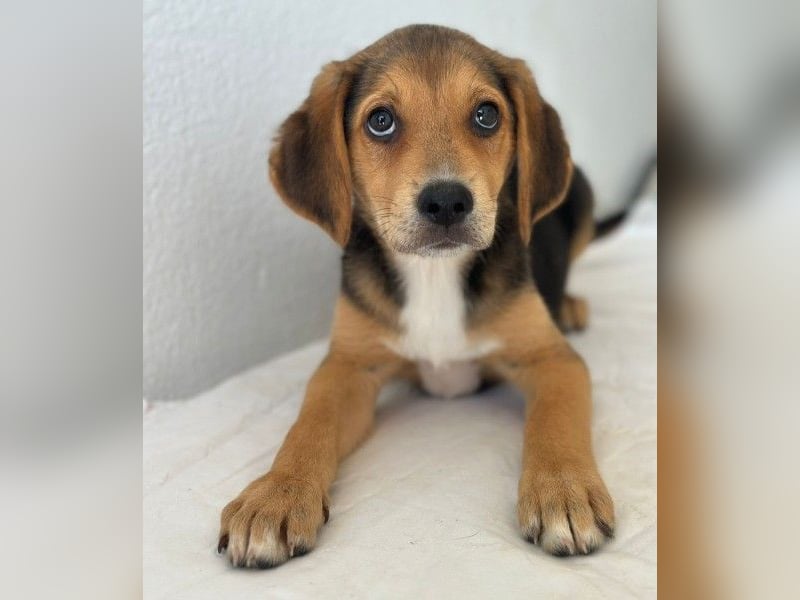Holly, geb. ca. 03/2026, lebt in GRIECHENLAND, im städt. Tierheim Serres