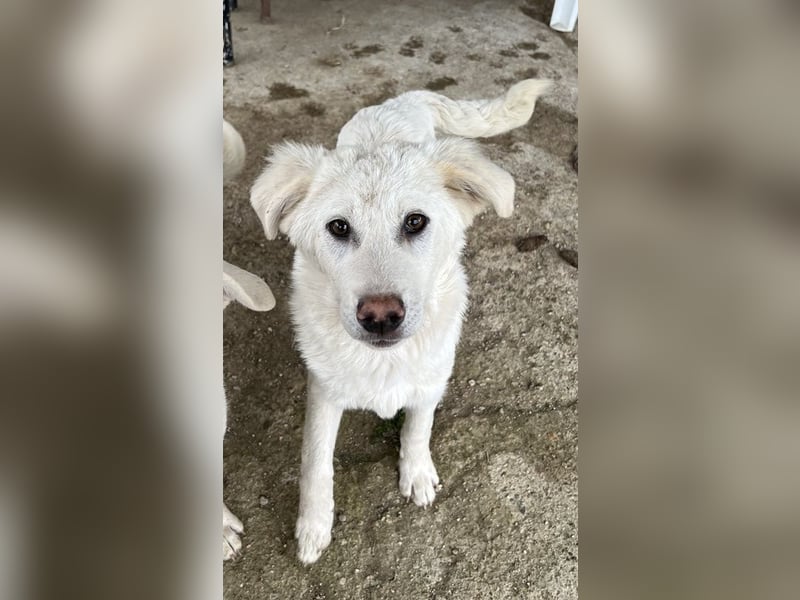 Nuala, geb. ca. 10/2024, lebt in GRIECHENLAND, auf einer privaten Pflegestelle