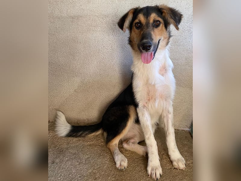 Kati, geb. ca. 03/2025, lebt in GRIECHENLAND, im städt. Tierheim Serres