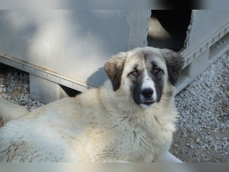 Dinka, geb. ca. 04/2025, lebt in GRIECHENLAND, im städt. Tierheim Serres