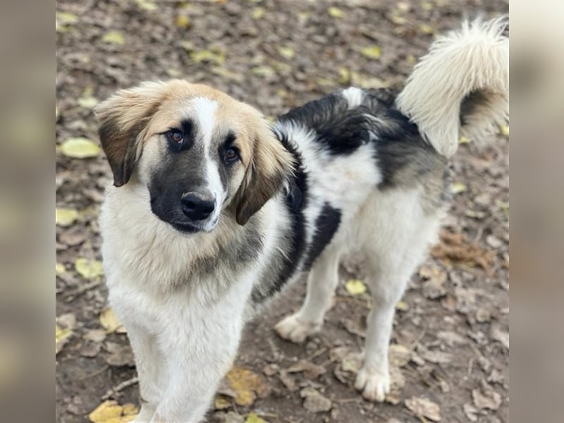 Otys, geb. ca. 03/2022, lebt in GRIECHENLAND, im städt. Tierheim Serres